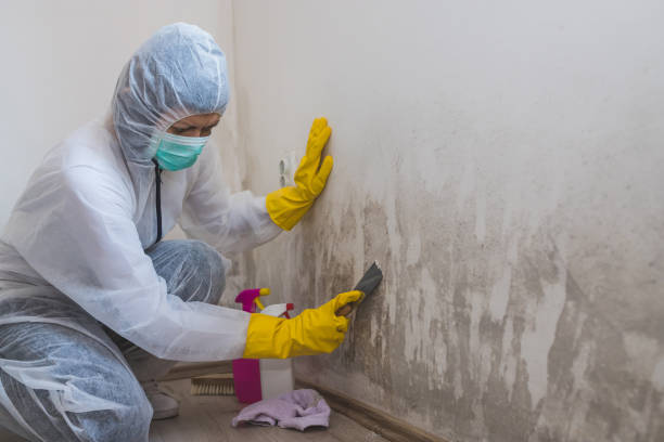 Best Professional Mold Removal  in USA